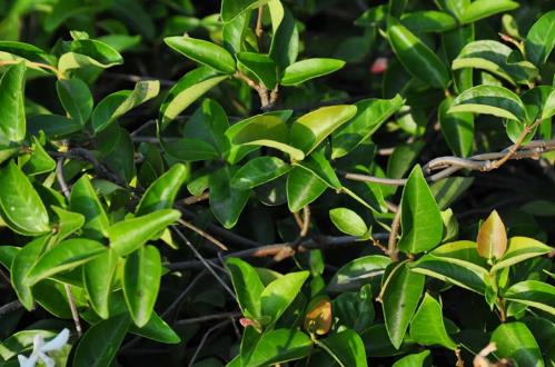 植物新品种纠纷案件若干问题的解释