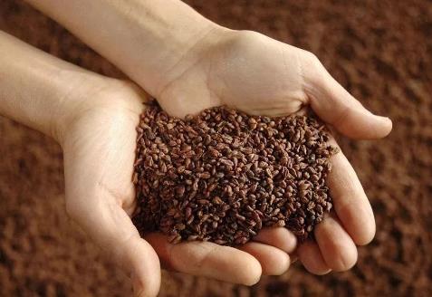 种子