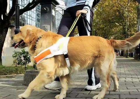 养犬管理