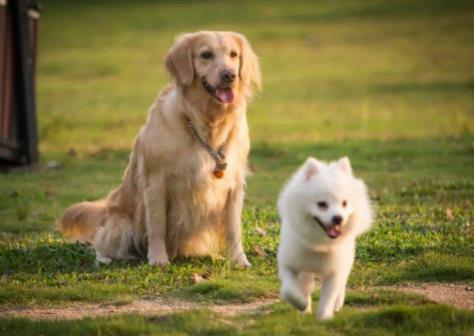 养犬管理